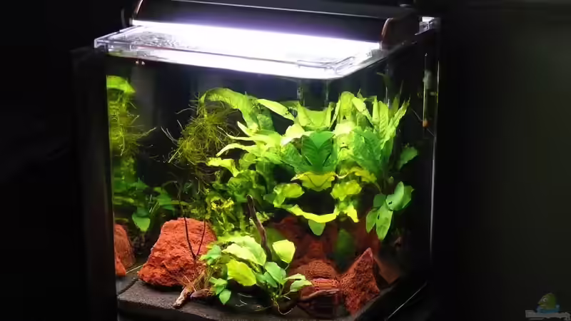 12.09.2010 von Die kleine Meerjungfrau (3)