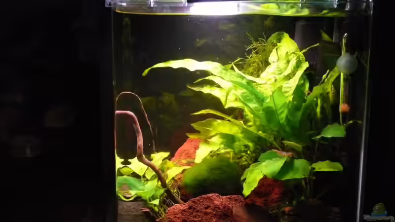 12.09.2010 von Die kleine Meerjungfrau (4)