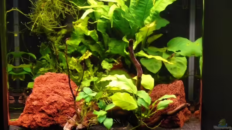 12.09.2010 von Die kleine Meerjungfrau (5)