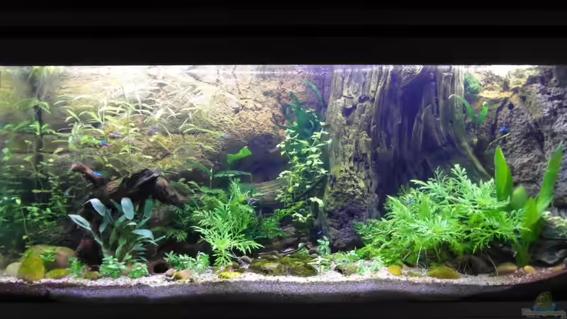 12.10.2013 von Intershrimpview (32)