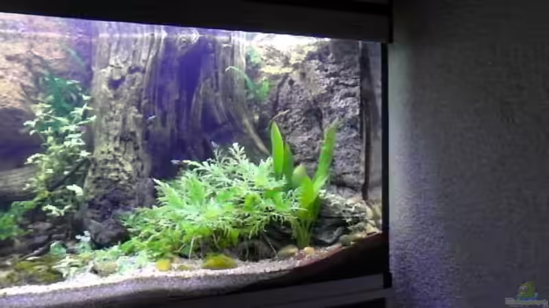 12.10.2013 von Intershrimpview (33)