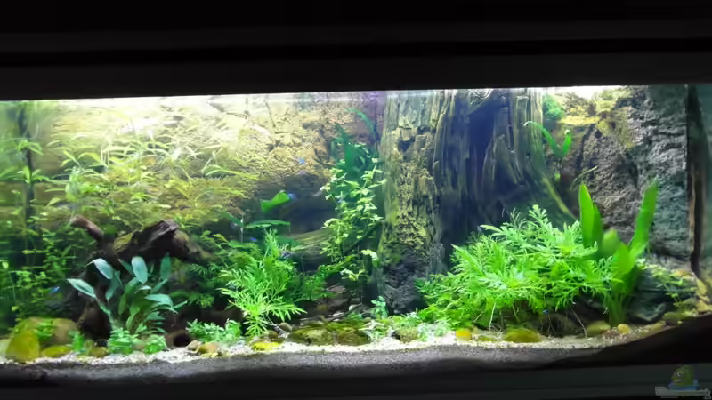 12.10.2013 von Intershrimpview (34)