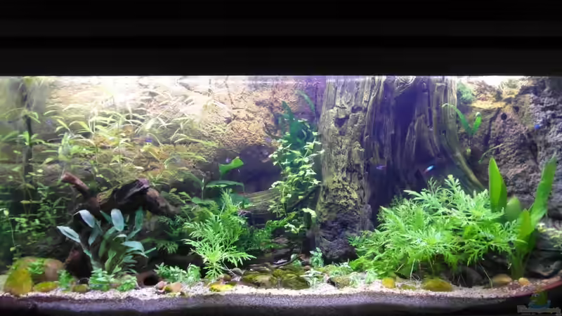 12.10.2013 von Intershrimpview (35)