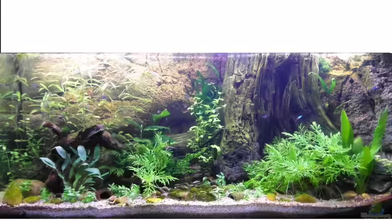 12.10.2013 von Intershrimpview (36)