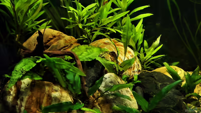 12.10.2021   linke Seite von okefenokee (34)