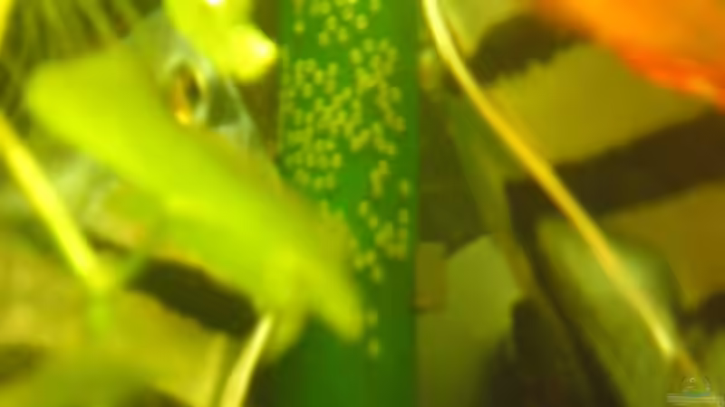 12.11.11 - Skalare beginnen mit dem Laichen von Mario_83 (17)