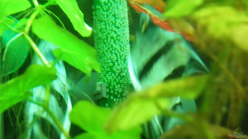 12.11.11 - Vollständiges Geläge von Mario_83 (18)