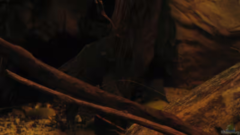 12.11.2016 fette alte Ancistrus Dame von der Theoretiker (50)