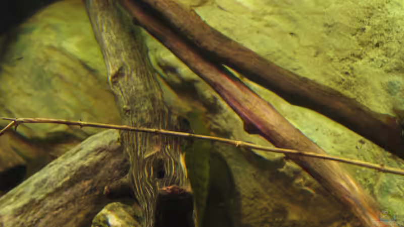 12.11.2016 Kirschbaumholz von der Theoretiker (42)