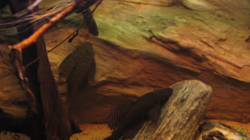 12.11.2016 Lieblingsfeinde . . - von der Theoretiker (51)