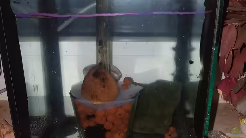 12.11.2018 Topfilter ins Becken gestellt,mittig. Wasser Sprudelnd nach oben hinaus. Filterflies noch mit 2 Steinen beschwert. von Kevin Engelsberger (30)
