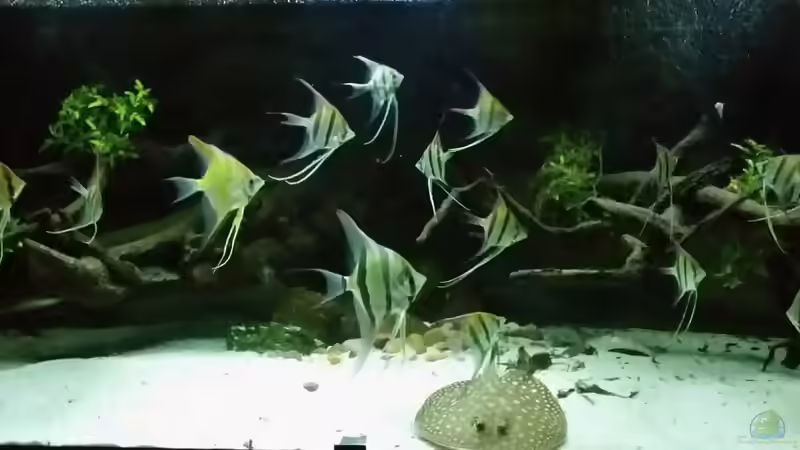 12.12.15 von Amazonasbecken.eu (9)