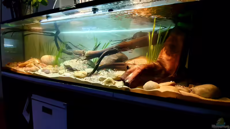 12.12.19 von Aqua fan (7)