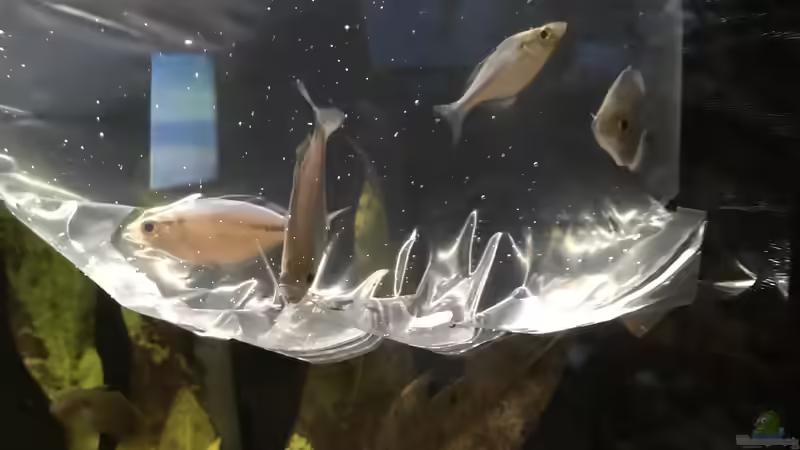 Aquarien mit Melanotaenia lacustris (Aquamarin-Regenbogenfisch)