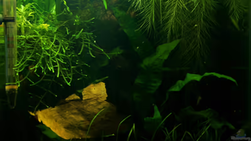 12/2008 von gezina (7)