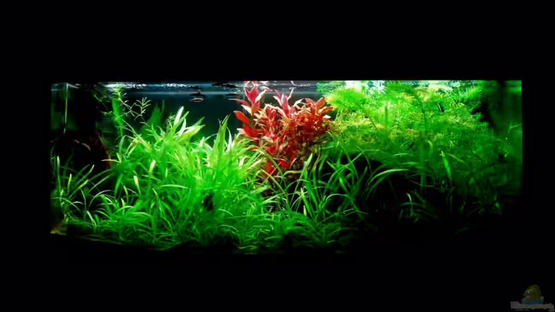 12_2010 - 10_2012 von *fly_high* (8)