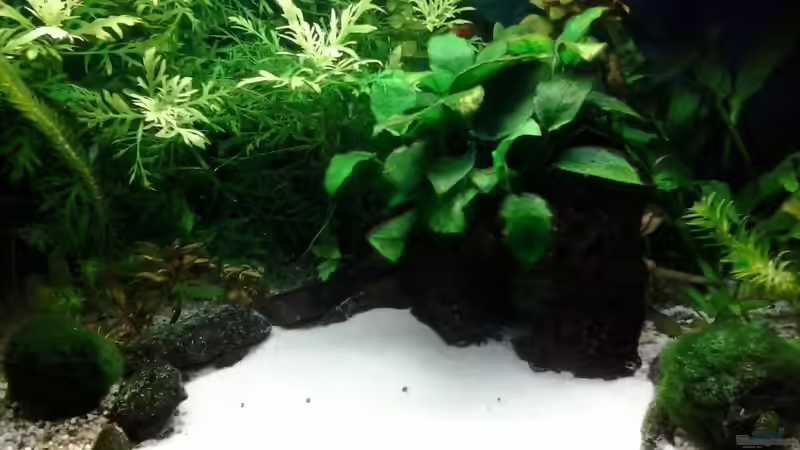 12/2013 Große Sandbuddelkiste, Lavastein von Jody Wynn (22)