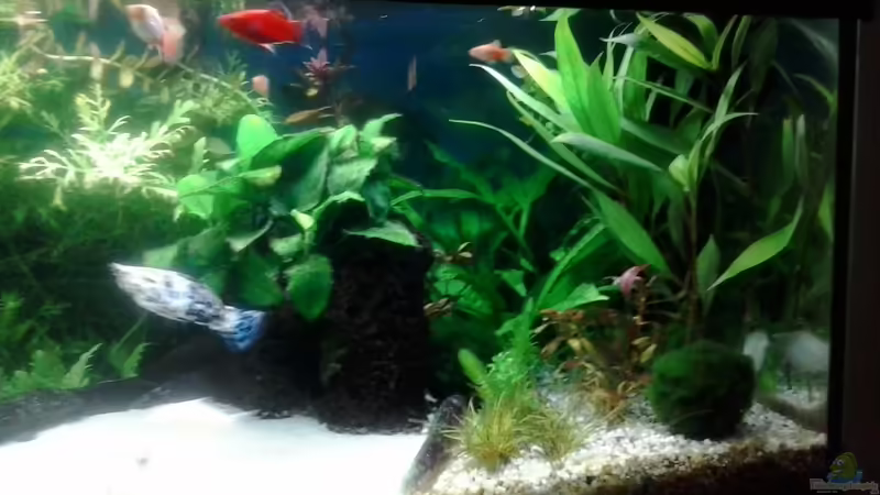 12/2013 von Jody Wynn (6)