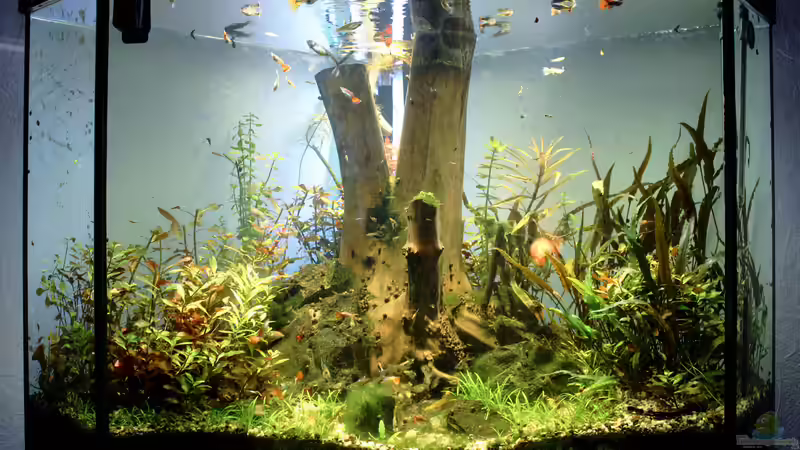 12-2014 ca. 2 Wochen mit neuem Licht von Triameh (2)