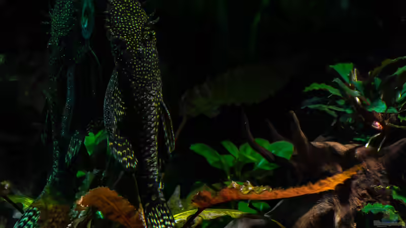 12-2018 Antennenwels eitel vor der Scheibe  von Herr Lampe (82)