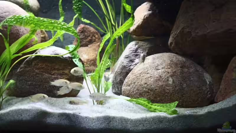 12 juvenile Tiere.  von MbunaTowers (11)