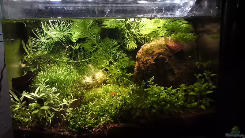 12 Liter, Red Fire Garnelen von Aquamaster (5)