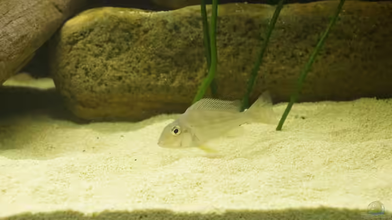 12 von Birkenzeisig (17)