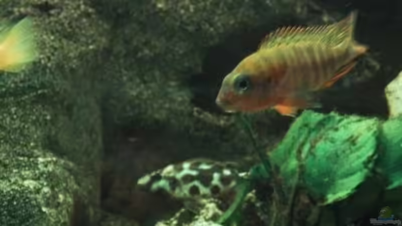 12 von Martin Botjan (18)