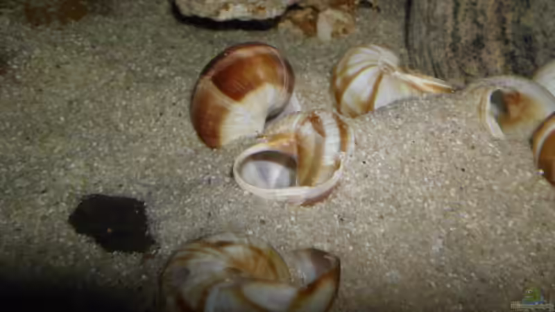 12 Weinbergschneckenhäuser, Neothaumaschneckenhäuser habe ich leider nicht bekommen, von Angelheart (9)