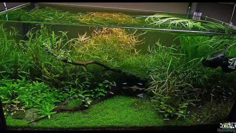 12 Wochen nach Einrichtung von Konzi (13)