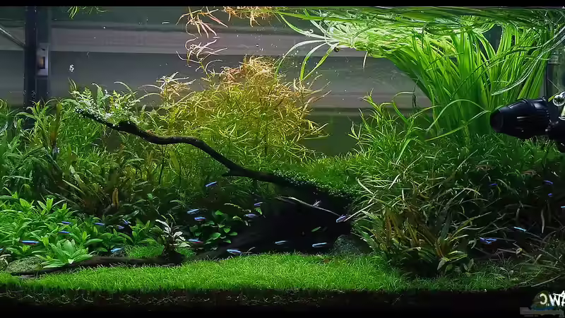 12 Wochen nach Einrichtung von Konzi (14)