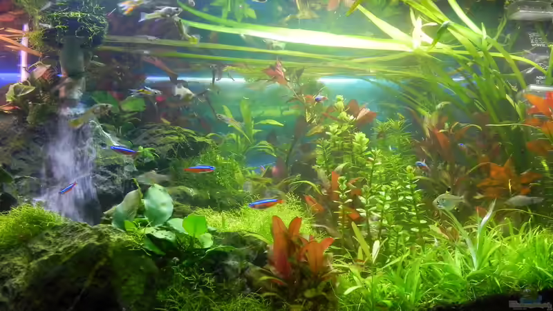 120L Gesellschaftsbecken  von Stefan Nibel (2)