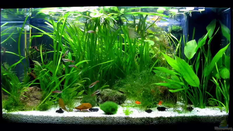 125 l Gesellschaftsbecken von Stefan Peter (1)