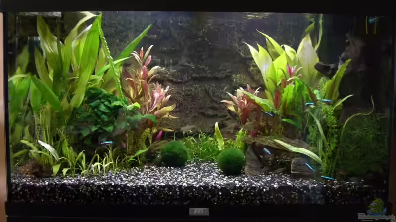 125 ltr. Juwel Rio  von Thorsten A. (1)