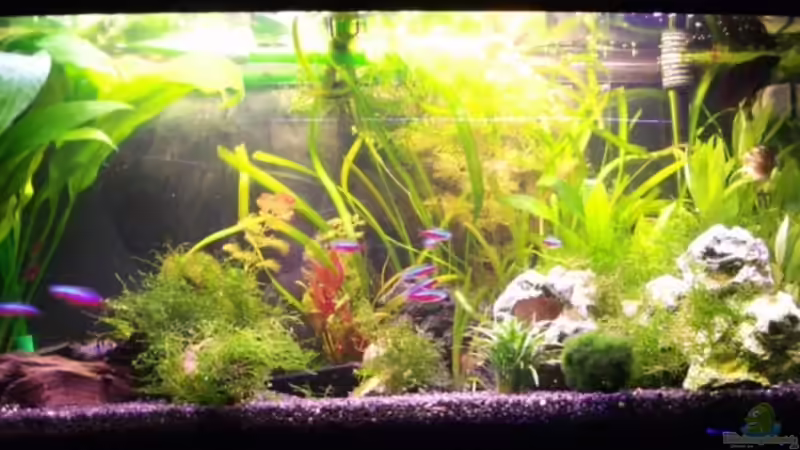 125L Gesellschaftsbecken von der_nevs (1)