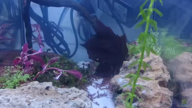 12l Garnelentümpel von djhitek (3)