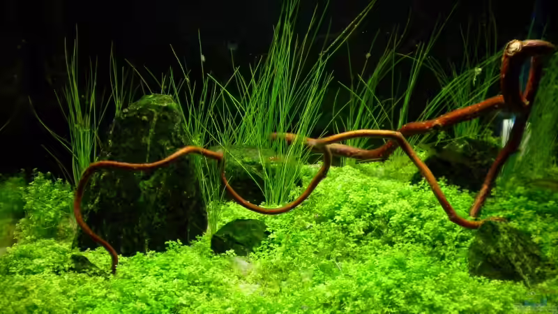 12l Pfütze von Marc Joist (1)