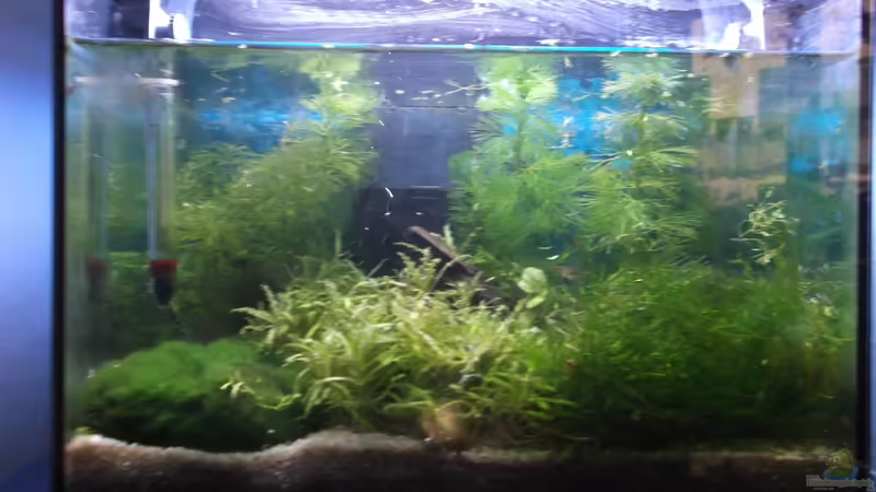 12l Zwergenwald von kakadu13