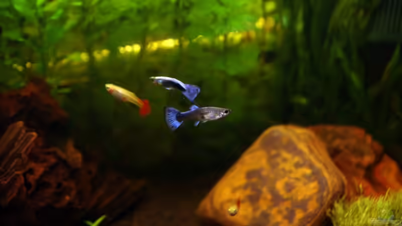 13. Januar 2009 von Fabio Keller (7)