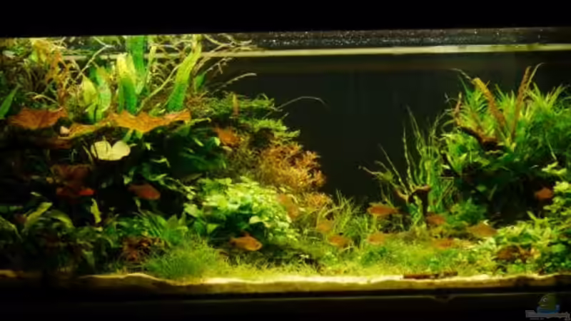 13. Januar 2015 von Zebraschneggla (16)