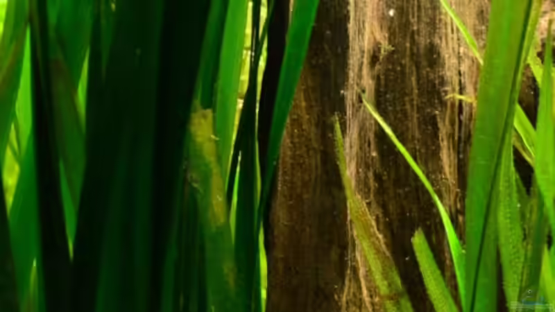 13. Riesenvallisnerie von Daniela (18)