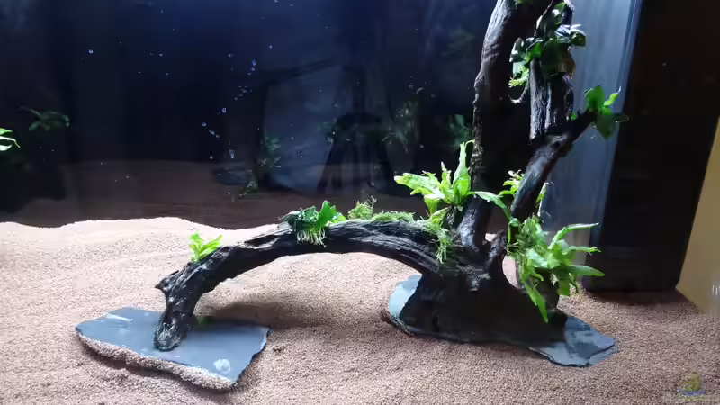 13.) Wurzel 2 mit Schieferplatte von coachdriver_uwe (14)