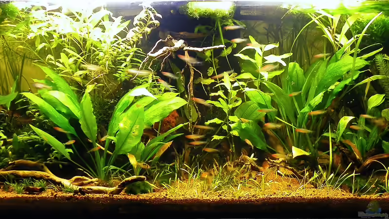 13.01.2012 - Gesamtansicht von bergfrau (7)