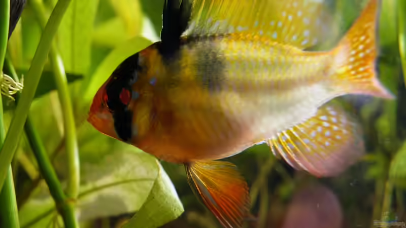 13.01.2012 - Ramirezi Männchen von bergfrau (27)