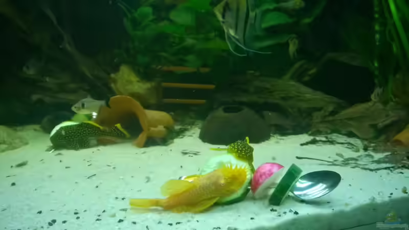 13.01.2016 von Ba Bu (26)