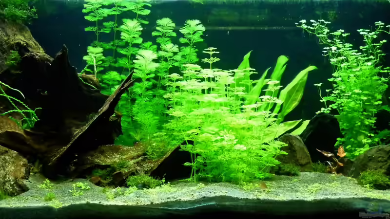 13.02.13 ~ Es grünt. von Quyrill (6)