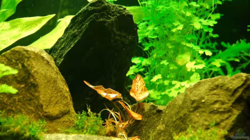 13.02.13 ~ Rote Tigerlotus (Nymphaea lotus)  von Quyrill (19)