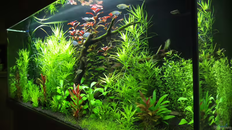 13.02.14 von axolotl (7)