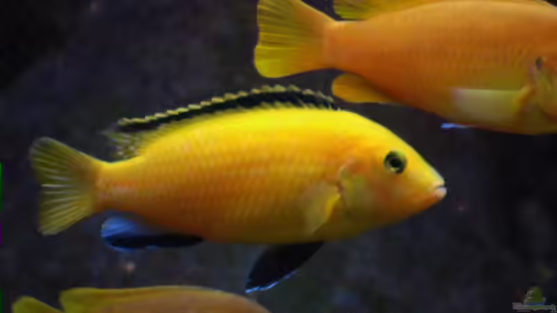 13.02.2006 Yellow-Bock und 2 Saulosiweibchen von Tilo Schmiedl (25)