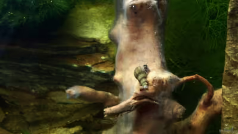 13.02.2010 - Turmdeckelschnecke von Schratze (35)